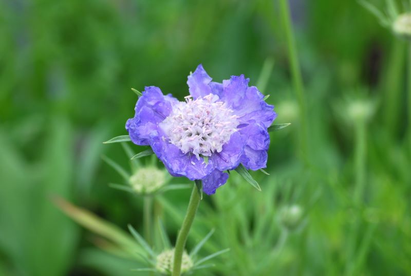 Scabiosa Perfecta (Eesti) Kaukaasia ämmatar 'Perfecta' Lomelosia caucasica - Image 1