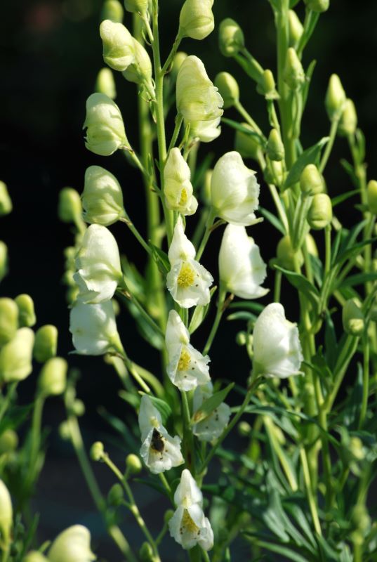 Aconitum Album Sinine käoking 'Album' Aconitum napellus - Image 1