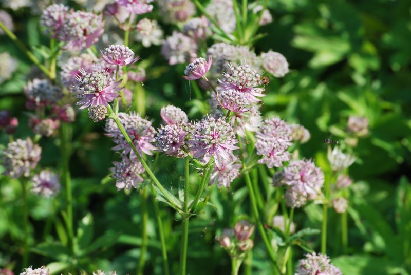 Astrantia Rosea (Eesti) Suur tähtputk 'Rosea' Astrantia major - Image 1