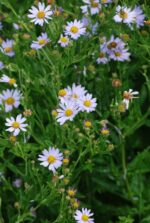Lõhine kalimeris 'Blue Star' Kalimeris incisa