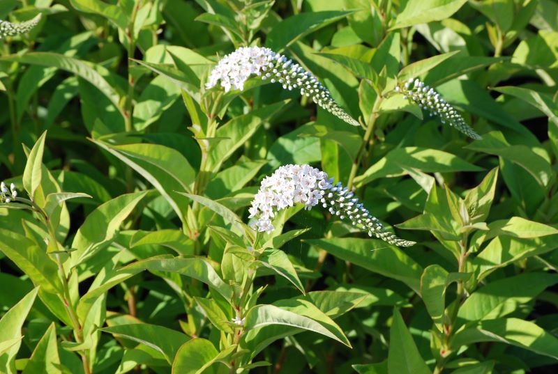 Lysimachia clethroides Longus metsvits Lysimachia clethroides - Image 1