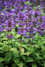 Kaukaasia naistenõges 'Neptune' Nepeta kubanica - Image 2
