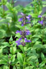 Kaukaasia naistenõges 'Neptune' Nepeta kubanica